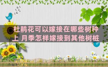 杜鹃花可以嫁接在哪些树种上 月季怎样嫁接到其他树桩